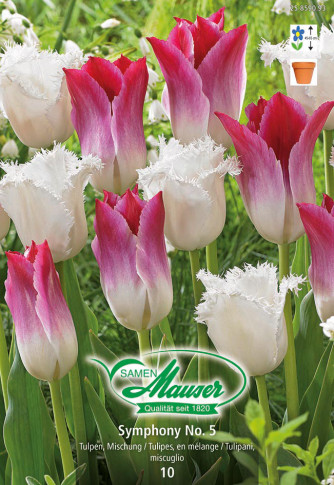 Symphony No. 5 - Mélange de tulipes, 10 bulbes