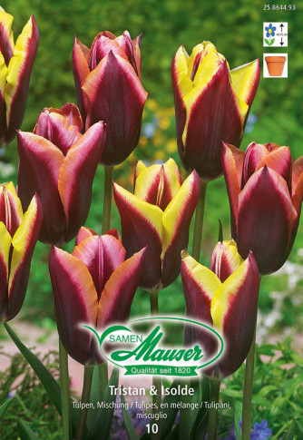 Parrot King, Tulipes Perroquet, 10 bulbes - Bulbes à fleurs automne /  Tulipes - Samen-Mauser