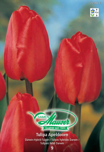Apeldoorn, Tulipe hybride Darwin, 9 bulbes