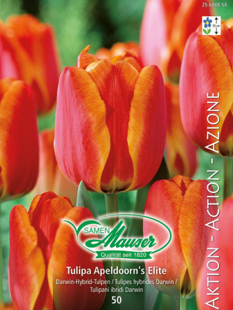 Tulipe Apeldoorn’s Elite, Action 50 bulbes