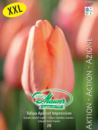 Tulpe Apricot Impression, Aktion, 20 Zwiebeln