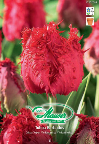 Barbados, Tulipe Crispa, 8 bulbes