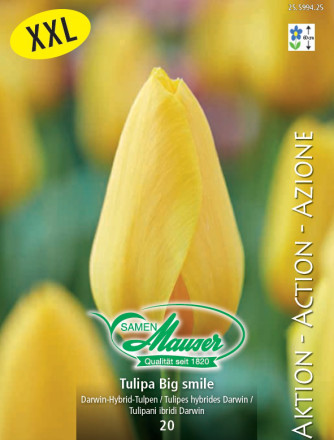 Tulipe Big Smile, 20 bulbes