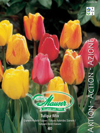 Tulipe Mélange de couleur, Action 40 bulbes