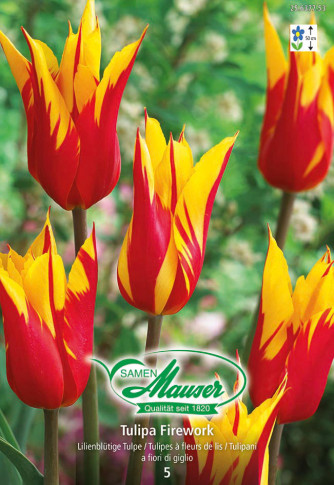 Firework, Tulipe à fleur de lis, 5 bulbes