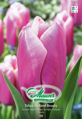 Holland Beauty, Tulipe Triomphe, 10 bulbes