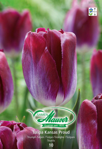 Kansas Proud, Tulipe Triomphe, 10 bulbes