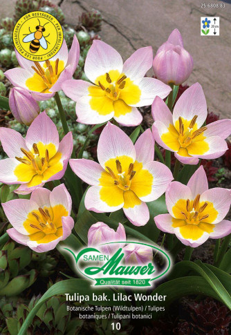 Bakerii Lilac Wonder, Tulipe miniature, 10 bulbes