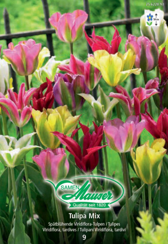 Viridiflora Tulipes mélanges, 9 bulbes