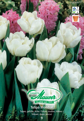 Mondial, Frühe, gefüllte Tulpen, 9 Zwiebeln