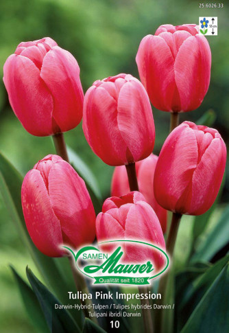 Pink Impression, Darwin-Hybrid-Tulpe, 10 Zwiebeln