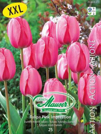 Tulipe Pink Impression, Action 25 bulbes