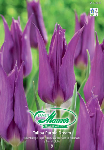 Purple Dream, Tulipe à fleur de lis, 9 bulbes