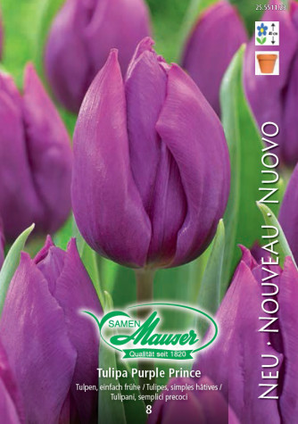 Purple Prince Tulipe hâtive, 8 bulbes