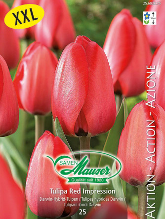 Tulipe Red Impression, Action 25 bulbes