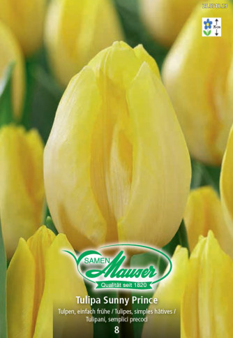 Sunny Prince Tulipe hâtive, 8 bulbes
