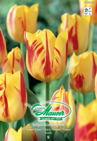 Washington, Tulipe Triomphe, 9 bulbes