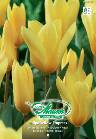 Yellow Empress, Tulipe Fosteriana, 8 bulbes