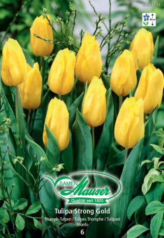 La Belle Epoque, Tulipe double, tardive, 5 bulbes - Bulbes à fleurs automne  / Tulipes - Samen-Mauser